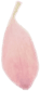 flower petal