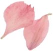 flower petal